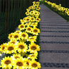 Calarbo™ 2 LED Sunflower Garden Lights
